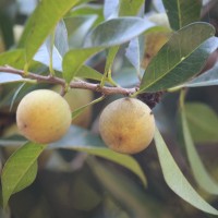 Sapotaceae